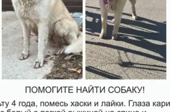 Пропала собака: Москворецкая, Мск