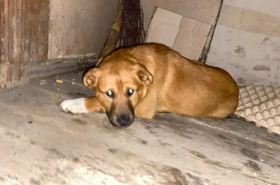 Найдена собака: ул. Луначарского, 39, Пенза