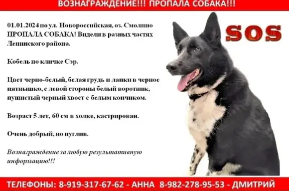 Пропала собака: Новороссийская, 1