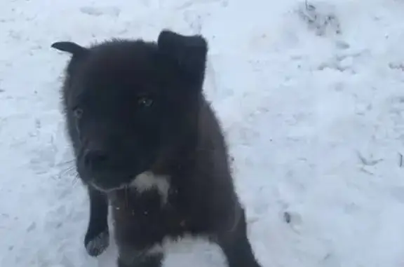 Пропала собака: Садопарковая, Новокузнецк
