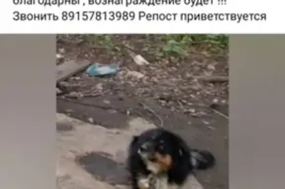 Пропала собака, Чмутова 156Г, Тула