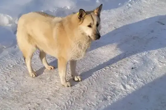 Найдена собака: Клары Цеткин, Казань