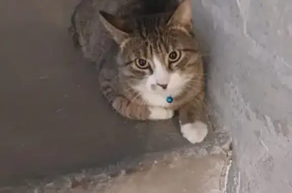 Найдена кошка: Тихорецкий пр-кт, 24 к2