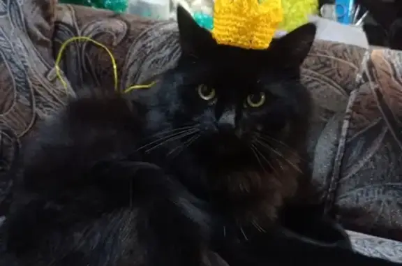 Черный кот потерян: Мичурина, 24