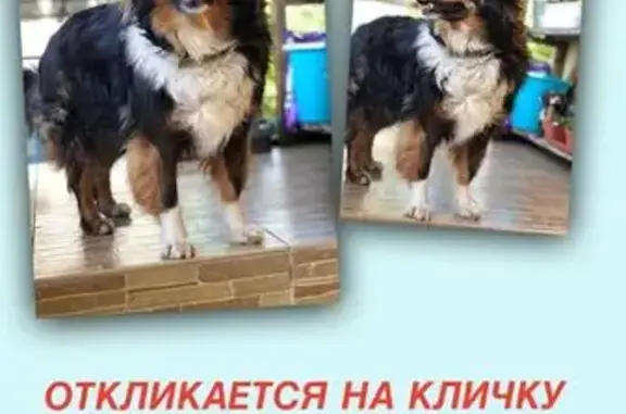 Собаки потеряшки, Волконка, фото: Потеряшка собака: Ольховая, 33, Волконка