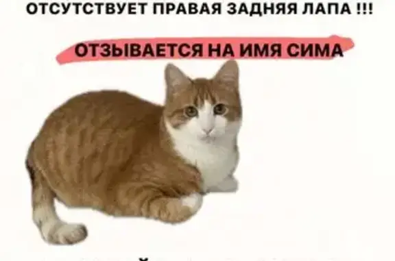Пропала 3-лапая кошка, Славянск-Новорос.