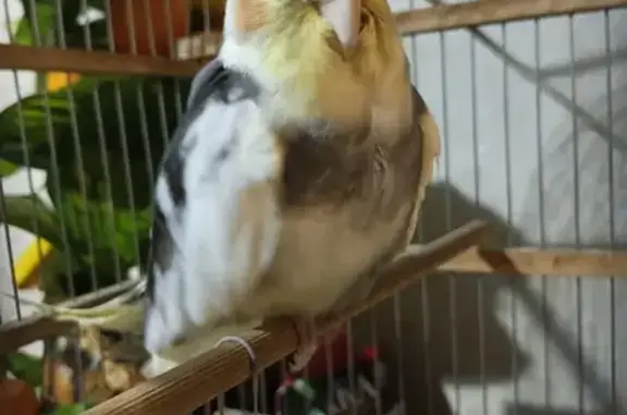 Найдена птица ул. Нежнова, Пятигорск