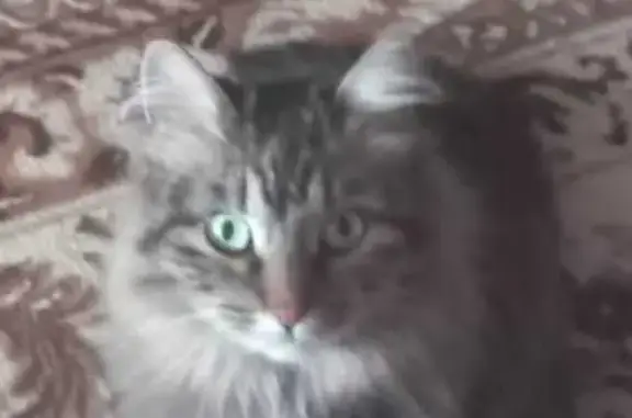 Пропала кошка: Султангалиева, 33