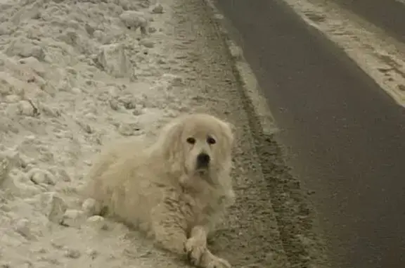 Собака найдена: Падиково, 46Н-02880