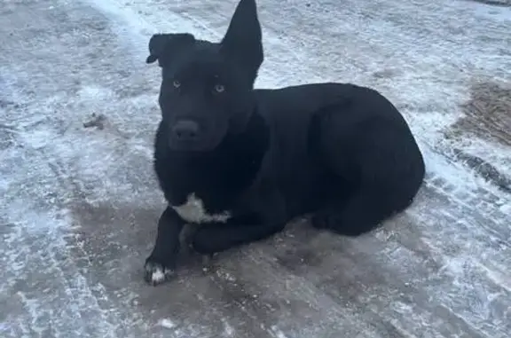 Найдена собака: пер. Подводников, Крым