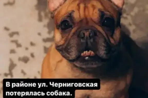 Пропала собака: Черниговская, 233