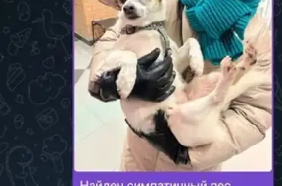 Найдена собака, Речная ул., Красногорск