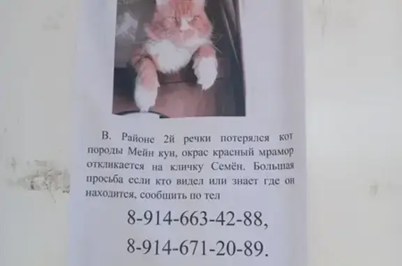 Пропал кот Семён, Владивосток, пр-т 100-летия, 113