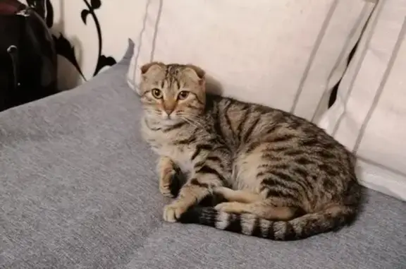 Найдена кошка: Заречная, 18, Оренбург