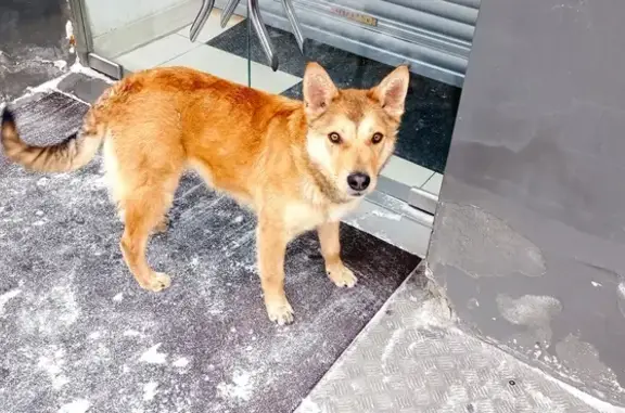 Найдена собака: Московская, 73, Пенза