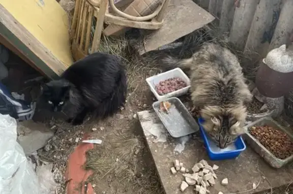 Найдены кошка и кот, Тумская ул.