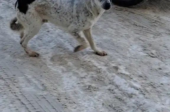 Найдена собака, Лесогорская 71, Волгоград