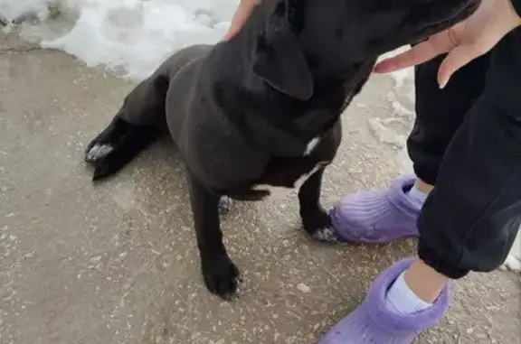 Найдена собака в Фонтанах, Крым