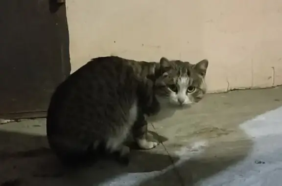 Кошка найдена: Джангильдина, 3, Оренбург