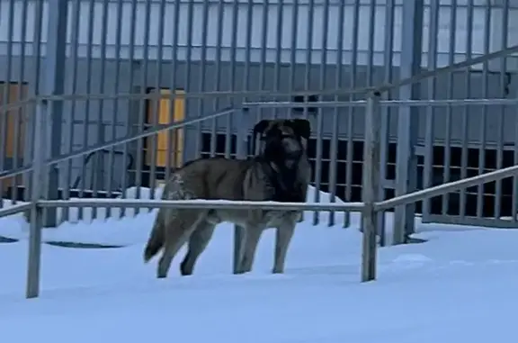 Найдена собака на Машкинском шоссе
