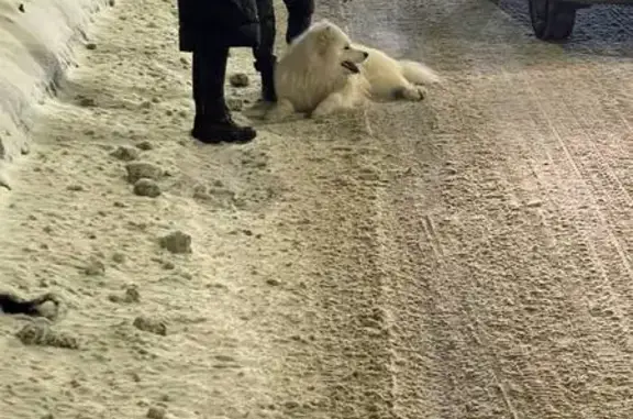 Собака сбита на Пулковском ш., 36 к3