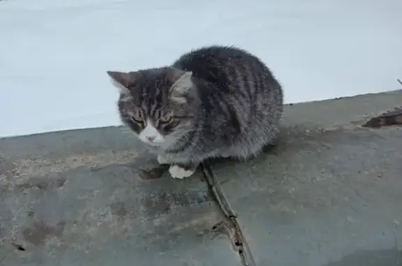 Найдена кошка: Букинское ш., 23, Лобня