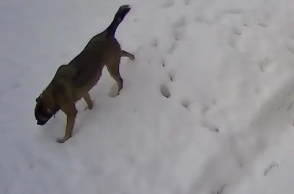 Найдена собака в Андрианково, Одинцово