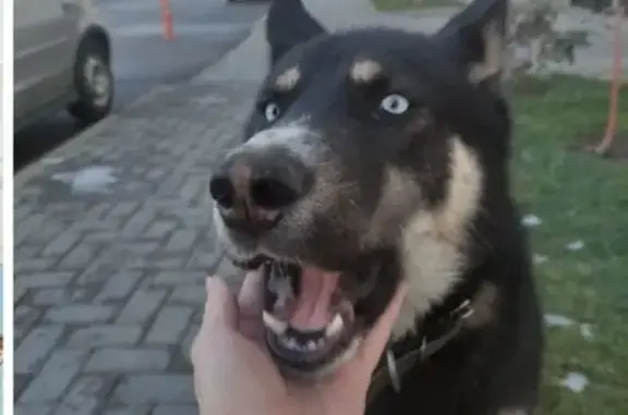 Найдена собака: ул. Д. Смоляна, Краснодар