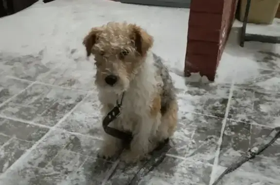 Найденные животные Нижний Новгород, фото: Найдена собака на пр. Кораблестроителей, 36 к2