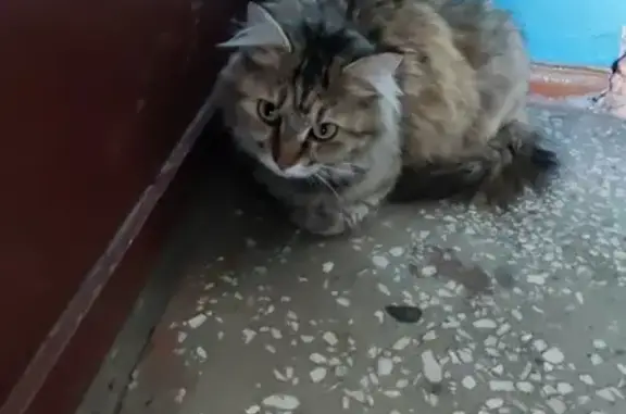 Найдена кошка, Львовская ул., Красноярск
