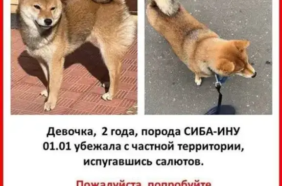 Пропала собака в Синьково, МО