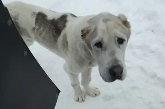 Найдена собака: Кукареки, 74, Калуга