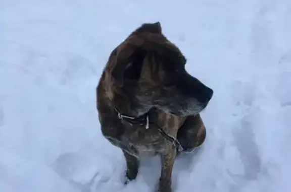 Найдена собака у озера, ул. 50 лет Комсомола