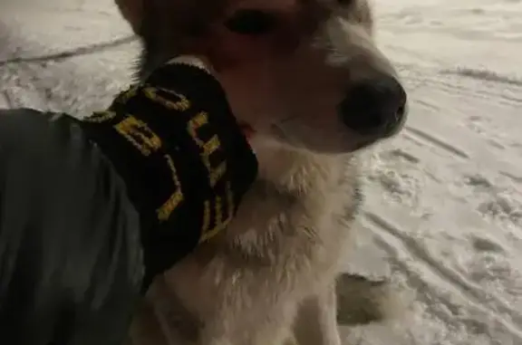 Найден пес: Можайская ул., Ростов