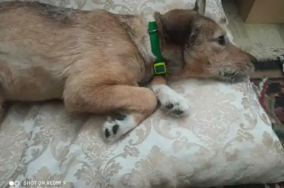Найдена собака: Селькоровская ул., ЕКБ