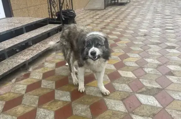Найден пёс: Пеший пер., 19, Астрахань