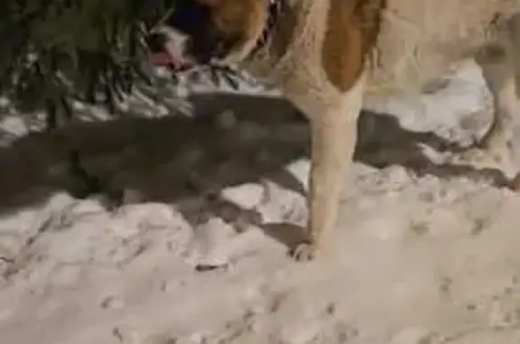 Найдена собака на ул. Кольцова
