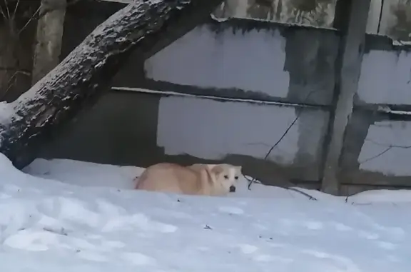 Найдена собака: Медынская ул., Мск