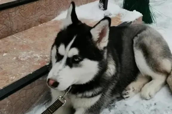 Найдена собака Хаски в Горки-2