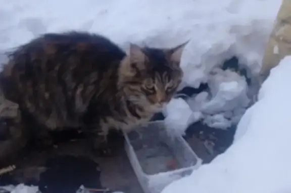 Найден ласковый кот, ул. Багрицкого, 51