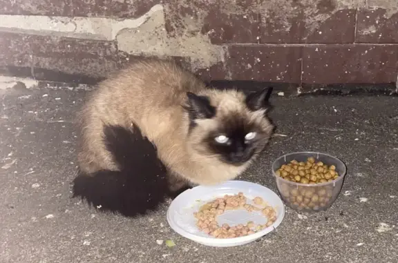 Найдена кошка на Ленинградской, 17