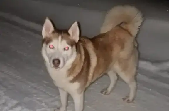 Найдена собака: Полевая ул., Некрасовский