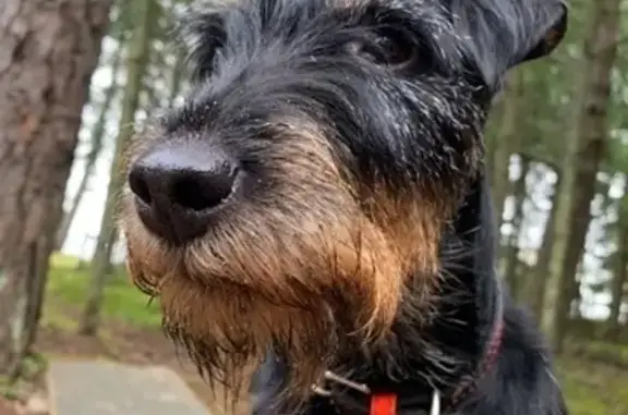 Собаки потеряшки, Санкт-Петербург, фото: Потеряшка собака, Плесецкая ул., 6 с1, СПб