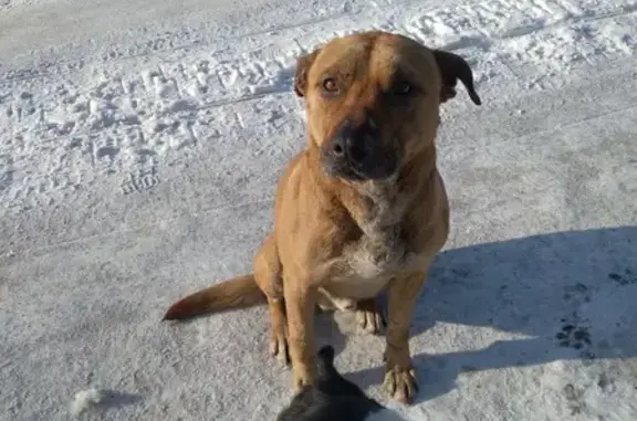 Найдена собака, Прокопьевск