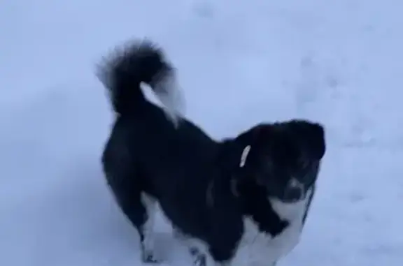 Найдена собака, Московская область