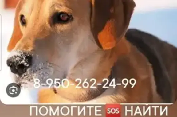 Пропала собака, Новокузнецк