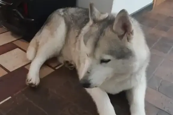 Найдена собака, Санкт-Петербург, фото: Хаски найдена: Заводская дорога, 11, Стрельна