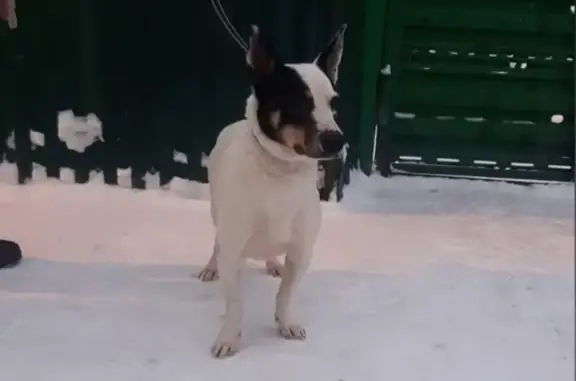 Пропала собака, Новосибирск
