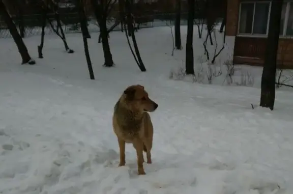 Найдена собака, Москва