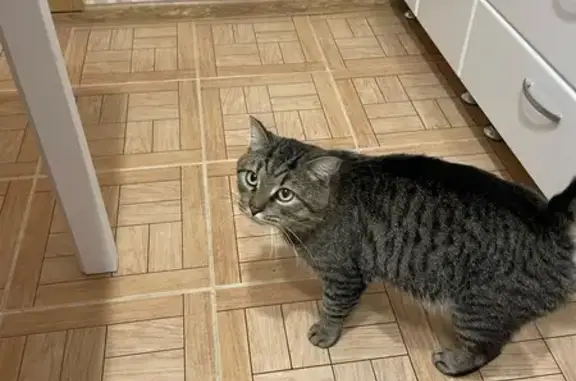 Найдена кошка, Вологда